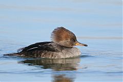 Hooded Merganser